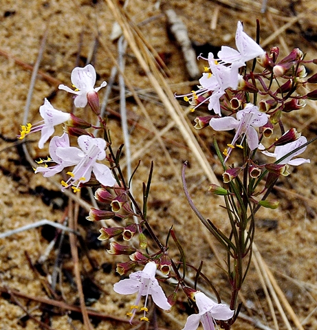 {Dicerandra linearifolia}